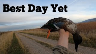 First Shoveler of the Season [upl. by Severson]