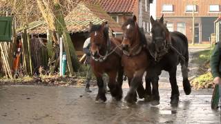 paardenkracht  Promo  Trekpaarden [upl. by Niltak]