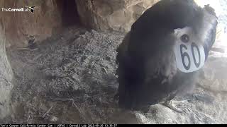 California Condor Chick Shows Off Wing Tag 60 – Sept 20 2022 [upl. by Anabahs]