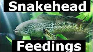 Snakehead Feeding Compilation [upl. by Bella]