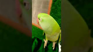 patta anaro ka patta chanaro ka🍁🍂🌿 parrot songs sammk [upl. by Neelyt110]