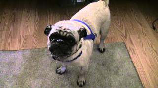 Cutest Dog Bark from a Pug [upl. by Samalla]