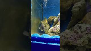 POLOCHON EST DEVENU PISTOCHON  apt ariel disney poisson humour aquarium [upl. by Lipfert849]