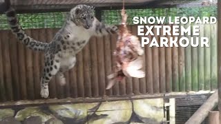 Snow Leopard EXTREME PARKOUR [upl. by Isidro210]