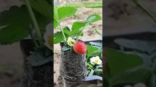 Strawberry plant Result🍓🌿😍indianfarmer phoolpatte strawberryplant indiangardeners viralshorts [upl. by Merchant]