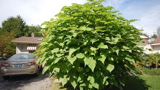 Time Lapse Catalpa Tree  Part Two May to Oct 2014 [upl. by Sarajane]