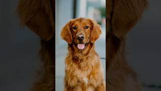 Golden Retriever Portraits dogphotography streetportraits streetphotography 85mm dogportraits [upl. by Llezniuq147]