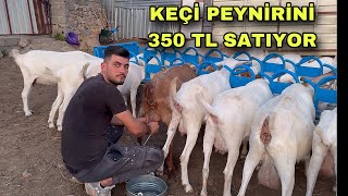 SATILIK 19 GEBE KEÃ‡Ä° 1 TEKE  SÃœTÃœ PEYNÄ°R YAPARSAN Ã‡OK PARA KAZANIRSIN [upl. by Bord]