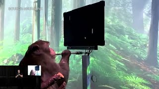 Watch Elon Musk and a Monkey that is typing using its thoughts [upl. by Rudelson]