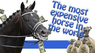 Most expensive horse in the world [upl. by Shelia966]