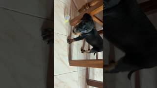 Rottweiler Dog Attack Aggressive Rottweiler Training Gone Wrong 🐾😱  Must Watch [upl. by Zadoc]