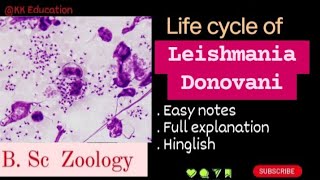 Life cycle of Leishmania Donovani l B Sc Zoology l Full details l Explanation l kkeducationn [upl. by Badr846]