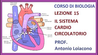 CORSO DI BIOLOGIA  Lezione 15  Il Sistema Cardio Circolatorio [upl. by Andryc]