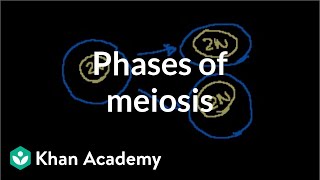 Phases of Meiosis [upl. by Clarabelle]