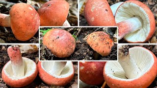 Harter Zinnobertäubling Verwechslung Speiswert amp Portrait  Zinnoberroter Täubling Russula rosea [upl. by Ikey763]