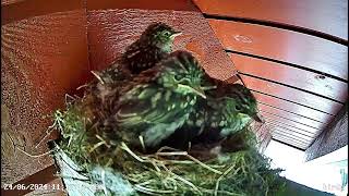 Recap of the Spotted flycatcher nest  speeded up [upl. by Blackington]