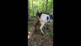 Ally is giving birth to her first of 3 baby goats in this video [upl. by Gnok]