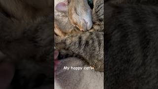 Happy pet🐈catshorts cat catlover pets petsvlog funny sleepycat catvideos kittycat family [upl. by Cicily244]