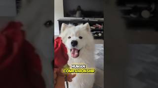 Fluffy Samoyed  the cutest companion dog samoyed [upl. by Cook]