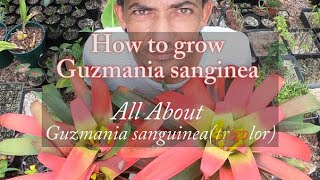 Guzmania sanguinea Bromeliad Growth Care amp Culture [upl. by Zia]