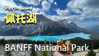 【冰原大道Icefields Parkway VLOG  Mistaya Canyon、Waterfowl Lake Viewpoint、佩托湖 Peyto Lake、弓湖 Bow Lake】 [upl. by Manard]