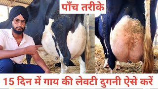 गाय की लेवटी कैसे बढ़ाएं । udder badhane ka powder । how to increase cow udder size । [upl. by Lillian]