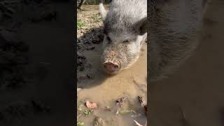 Our piggy Chuckers loves his piggy pond [upl. by Mccormac]