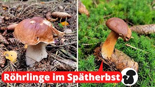 Steinpilze Rotkappen amp Maronen 🍄 Ein Korb voll Speisepilze [upl. by Faustina45]