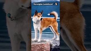 Meet the Norwegian Lundehund the 6toed earclosing puffinhunting wonder 🐾🐕UniqueDog DogFacts [upl. by Nolan]