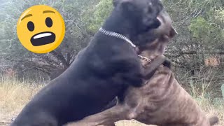 CANE CORSO Dog AGGRESSION How I Correct to Prevent a Fight [upl. by Aseeral]