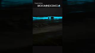 Bioluminescence 🌊✨bioluminescence fullmoon bioluminescencechennai ecr beach talesofaval [upl. by Pelagias]