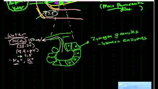 Pancreatic Physiology amp Pathophysiology [upl. by Coates236]