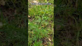 Real Chamomile vs False Chamomile [upl. by Marcella]