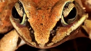 Wood Frog Facts they SURVIVE FREEZING 🧊 Animal Fact Files [upl. by Atimad]