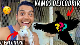 Revelando os Ovos Misteriosos  Juntando os Porquinhos da Índia  Aves Recriar [upl. by Nyrtak]