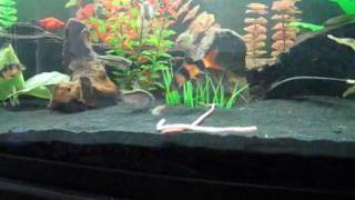 Clown Loaches Eating Earthworms [upl. by Rabah698]