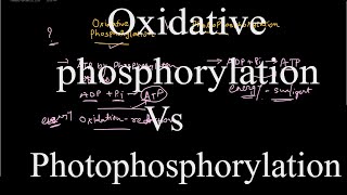 Oxidative phosphorylation vs Photophosphorylation [upl. by Sharron]