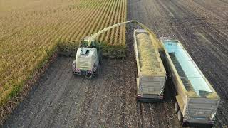 Malecha Dairys Corn Silage [upl. by Ralaigh653]