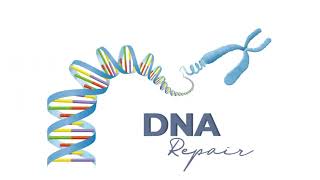 2492024 Lan Anh Y46 trình bày phân biệt Karyotype test vs DNA test [upl. by Iinden]