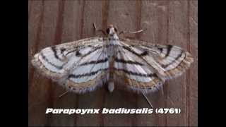 Part 6 Common Aquatic Crambid and Pyraustine Moths Family Crambidae [upl. by Darlene]