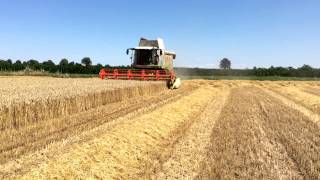 TREBBIATURA GRANO 2014 CON CLAAS LEXION 570TT [upl. by Nolak]