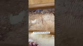 🏡 😋 🪲 termites eating this home’s floor pestcontrol termites pestinspection [upl. by Atled]