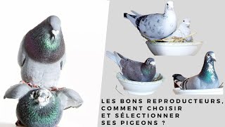 Les bons reproducteurs comment choisir et sélectionner ses pigeons [upl. by Miles]