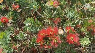 Callistemon Little John Australia Native Plant [upl. by Nylcoj]