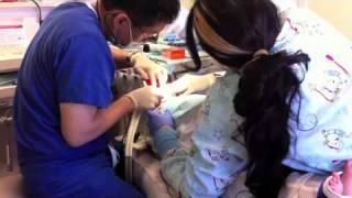 My First Dental Procedure 42811 [upl. by Attenor]