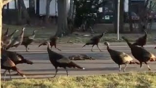 Turkeys perform satanic ritual in public [upl. by Akehsyt]