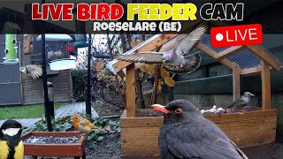 🔴 LIVE Flemish garden birdfeedercam  Roeselare Belgium🇧🇪 Full HD [upl. by Eilesor999]