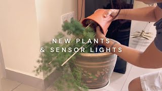 Sea Moss Superfood  Transplanting the Fern  Motion Sensor Lights  New Plants [upl. by Hawkie]