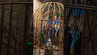 Bird Cage Decor at Bengal Puja Pandal 🌸🕊️  templedecor BengalPuja PujaPandal [upl. by Nohtanhoj]