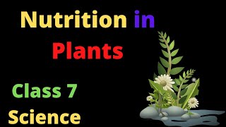 Nutrition In Plants  Introduction Class 7 Science [upl. by Nahej771]